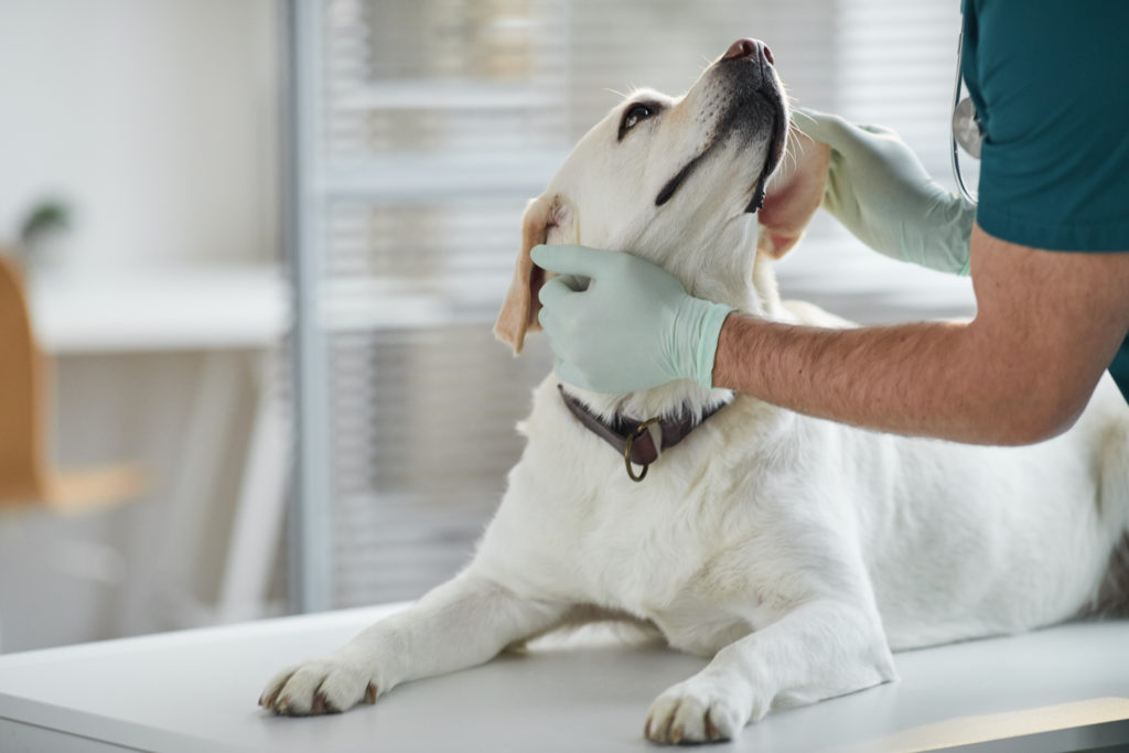 Labrador dog lying on examination table at vet clinic with male veterinarian petting him